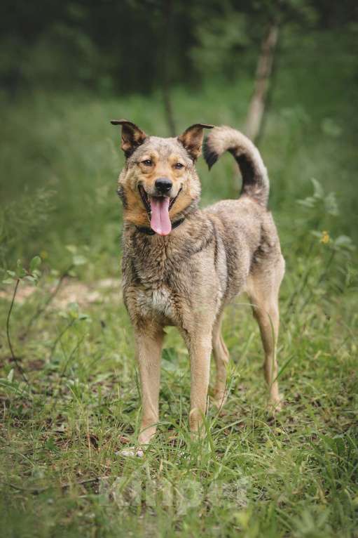 Собаки в Москве: Особенный Немо в поиске особенного человека! Мальчик, Бесплатно - фото 6
