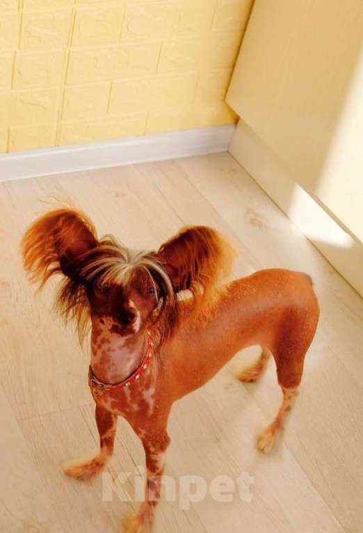 Собаки в Екатеринбурге: Мальчик горький шоколад Мальчик, Бесплатно - фото 2