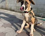 Собаки в Санкт-Петербурге: щенок в добрые руки  Девочка, 1 руб. - фото 4