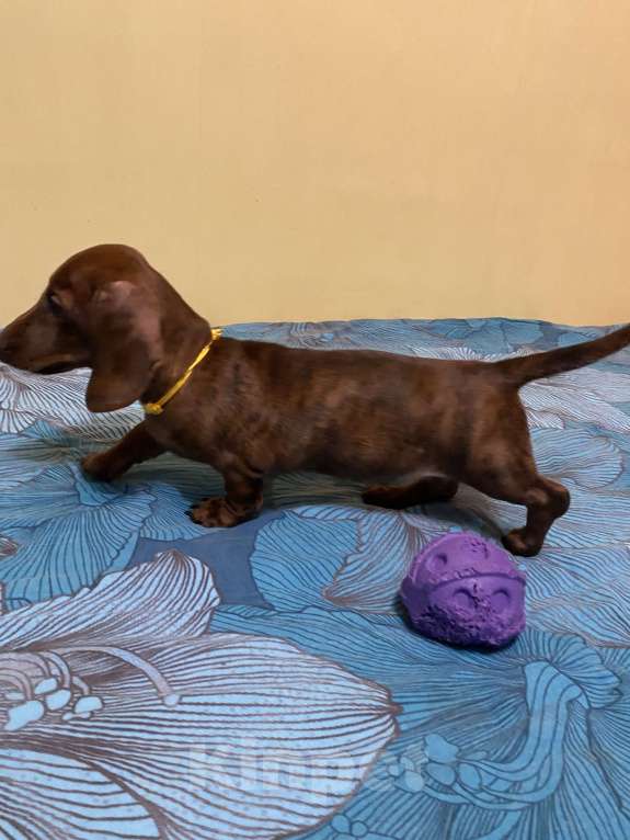 Собаки в Москве: Тигровая мини такса Девочка, 50 руб. - фото 3