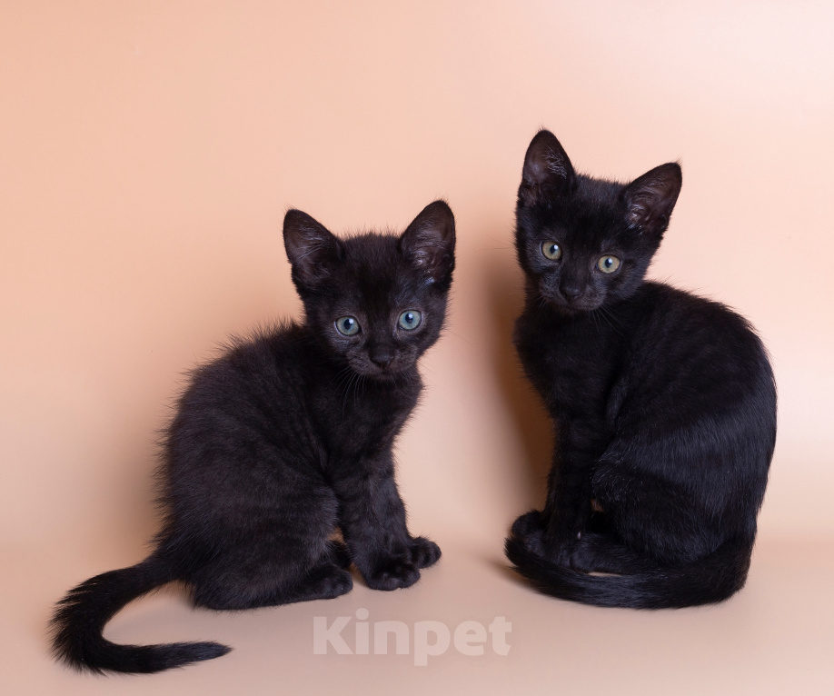 Кошки в Москве: Котята в добрые руки Девочка, Бесплатно - фото 2