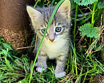 Кошки в Зеленодольске: Мальчик 1 Мальчик, Бесплатно - фото 2