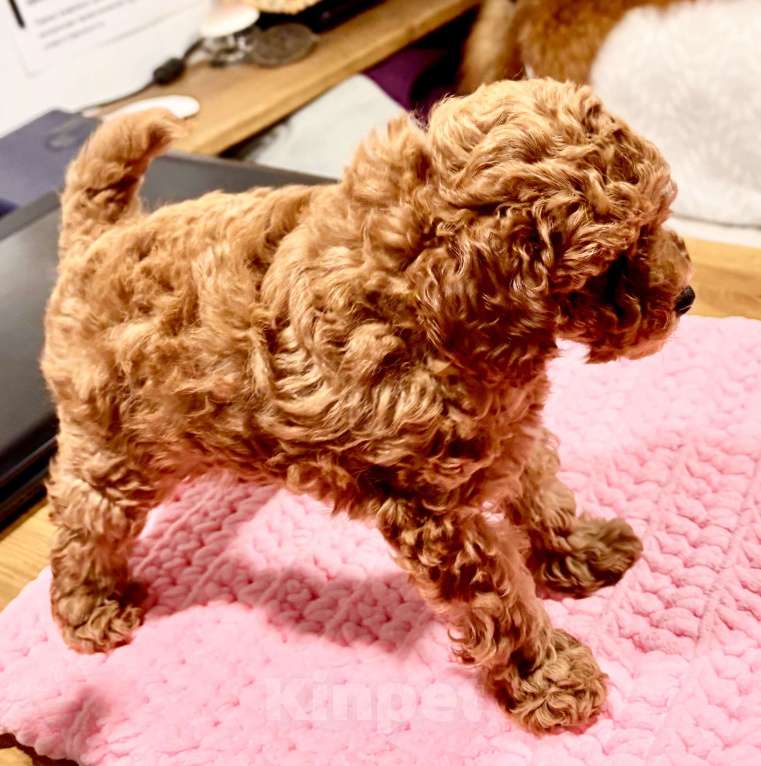 Собаки в Владивостоке: Продаётся мальчик той-пудель красный  Мальчик, 100 000 руб. - фото 1