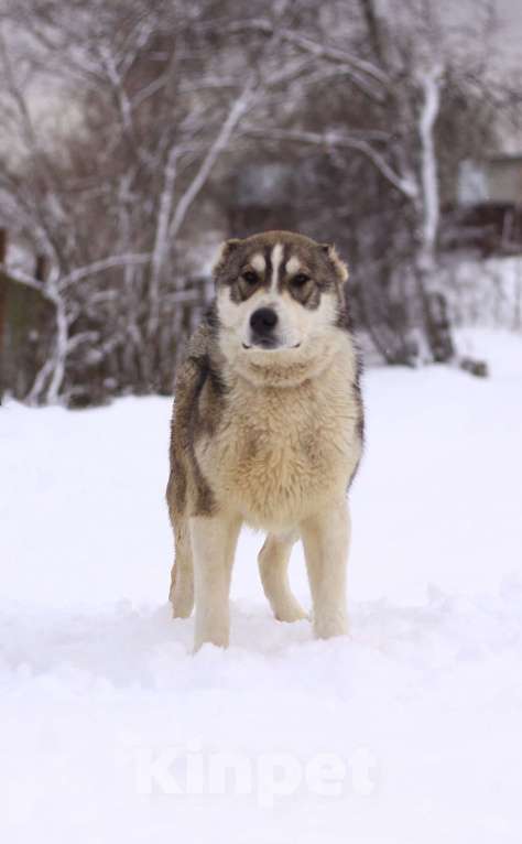 Собаки в Видном: щенок Криолан, 1 год Мальчик, Бесплатно - фото 8