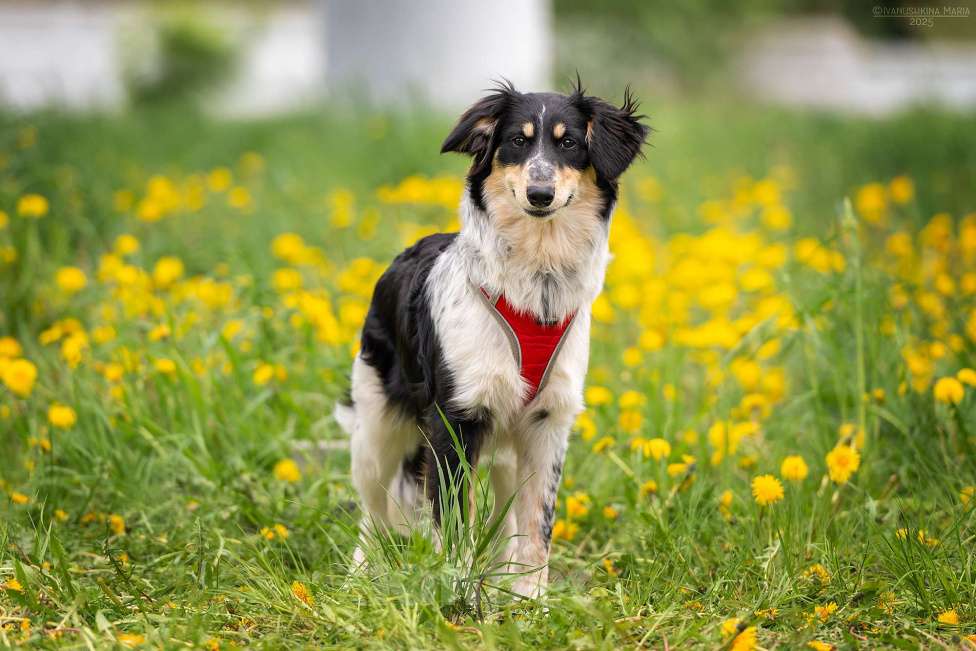 Собаки в Москве: Аврора - разбудит любовь в любом сердечке Девочка, Бесплатно - фото 5