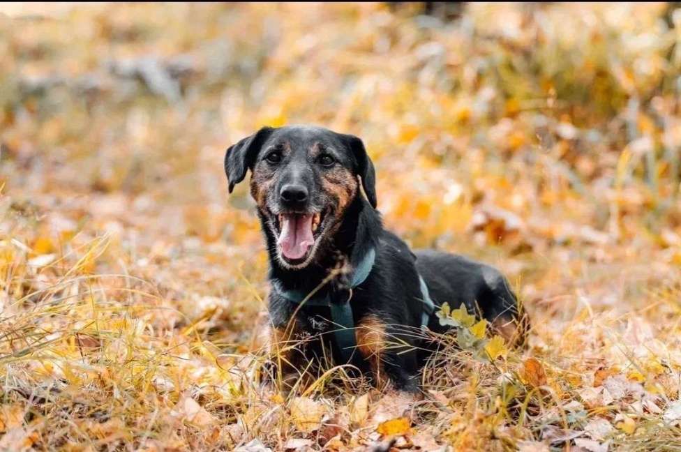 Собаки в Москве: Метис ягдтерьера в добрые руки Мальчик, Бесплатно - фото 6
