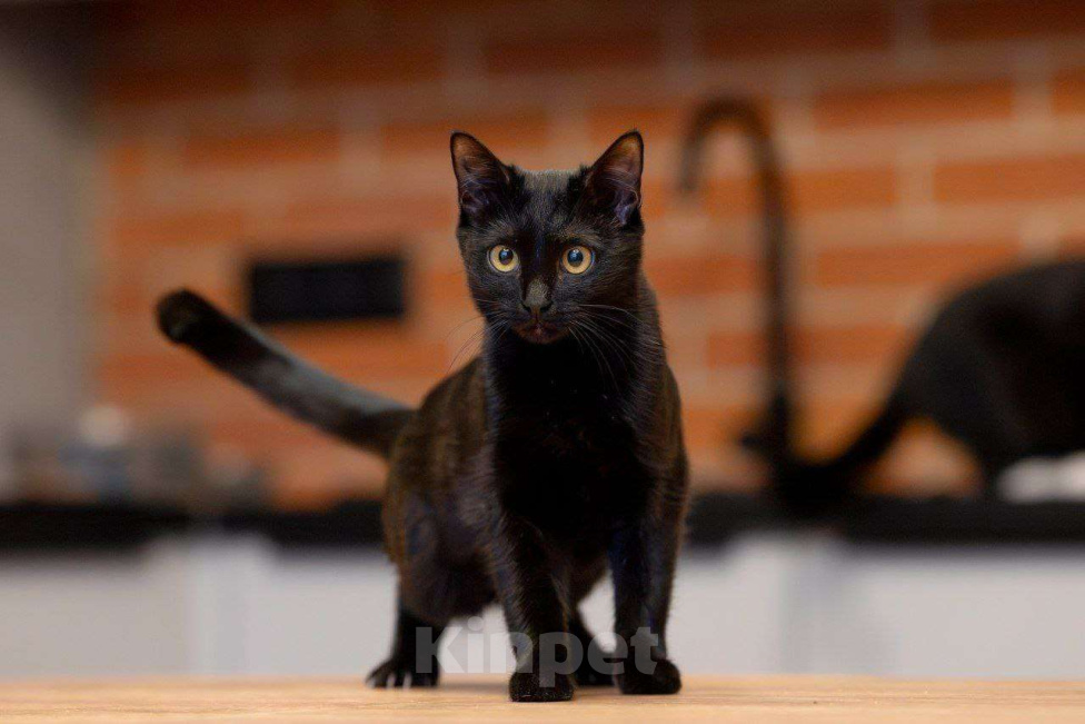 Кошки в Москве: Черная, как агат, Агата ищет семью Девочка, Бесплатно - фото 4