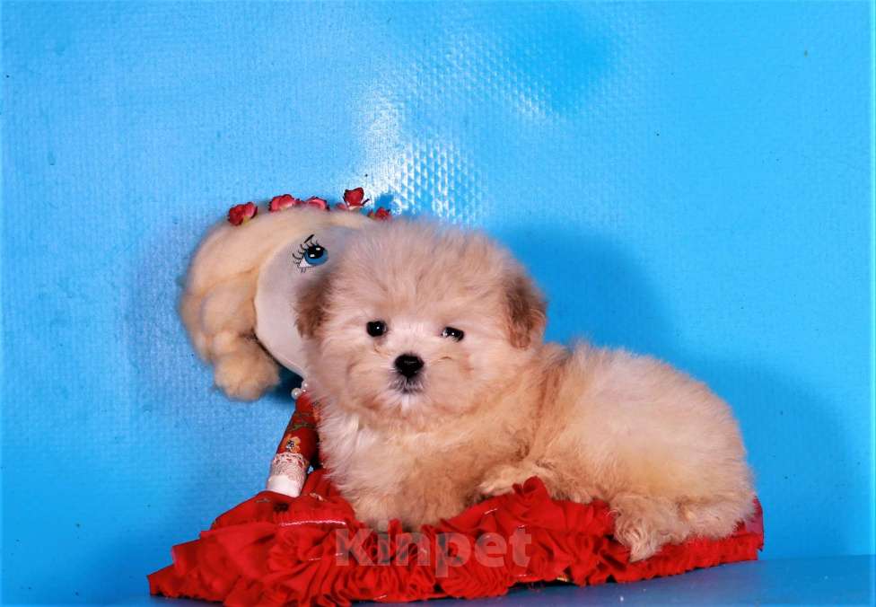 Собаки в Москве: мальтипу ф1 мини Девочка, 130 000 руб. - фото 10