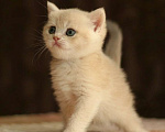 Кошки в Пятигорске: Шиншилла  Мальчик, 11 000 руб. - фото 1