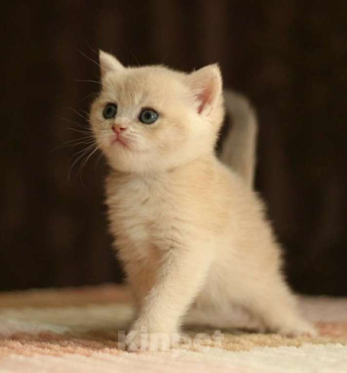 Кошки в Пятигорске: Шиншилла  Мальчик, 11 000 руб. - фото 1
