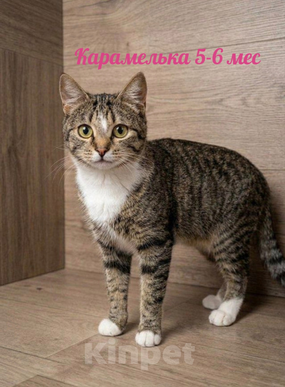 Кошки в Красногорске: В добрые руки: три черные кошечки Девочка, Бесплатно - фото 4