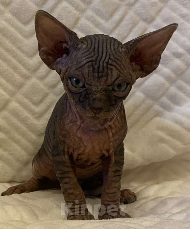 Кошки в Москве: Топовый котёнок канадского сфинкса  Мальчик, 50 000 руб. - фото 6