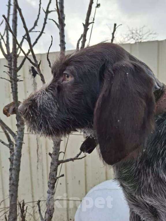 Собаки в Борисоглебске: подрощенный щенок Мальчик, 65 000 руб. - фото 1