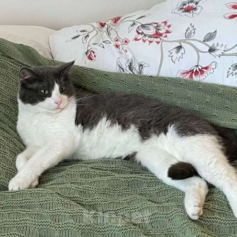 Кошки в Москве: Кот Сахарок Мальчик, Бесплатно - фото 2