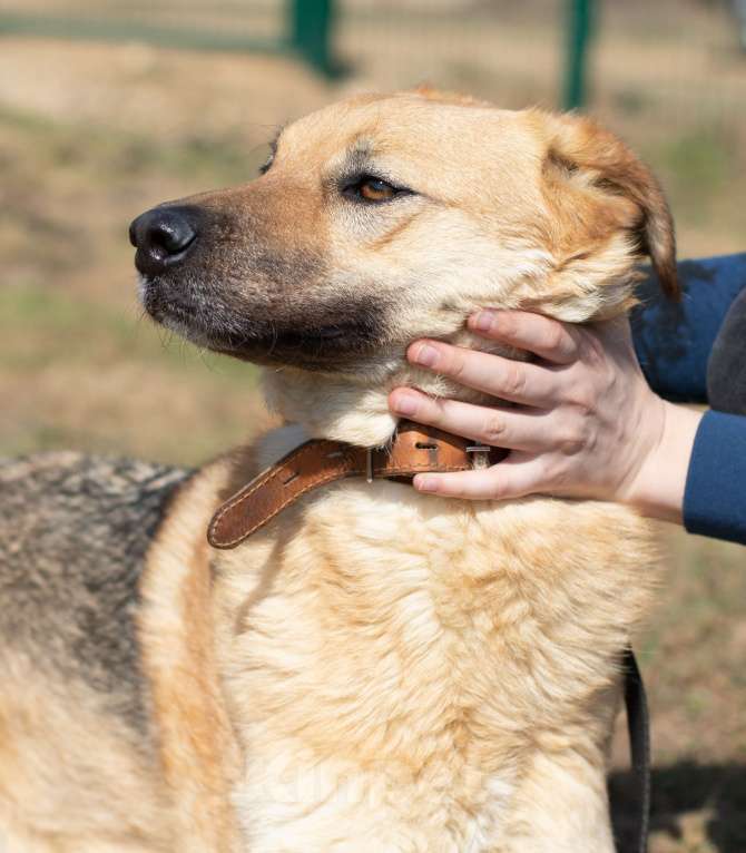Собаки в Москве: Панда. Собака, которая верит в чудо Девочка, Бесплатно - фото 4