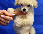 Собаки в Долгопрудном: Щенок той пудель белый мальчик  Джентли Борн Смайлик   Мальчик, 125 000 руб. - фото 4