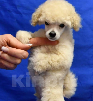 Собаки в Долгопрудном: Щенок той пудель белый мальчик  Джентли Борн Смайлик   Мальчик, 125 000 руб. - фото 4