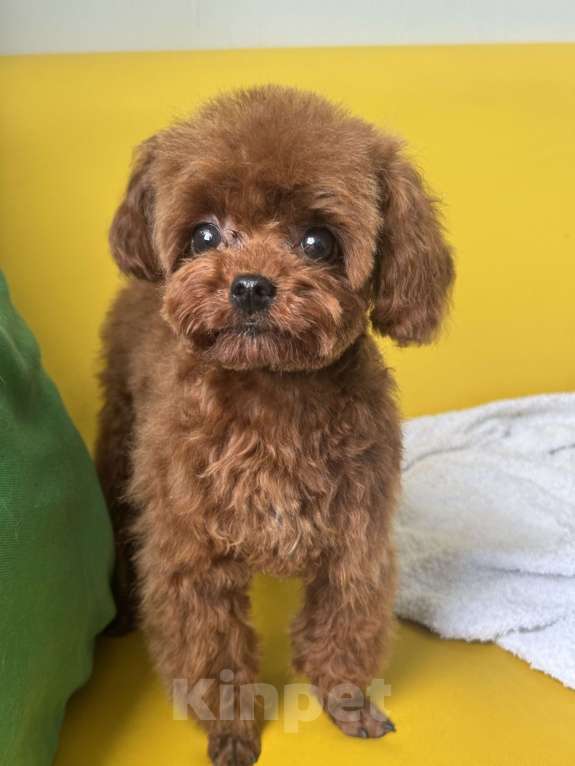 Собаки в Ейске: Тедди пудель девочка 7 месяцев , импорт Китай , невероятно красивая, густая шерсть  Девочка, 370 000 руб. - фото 4