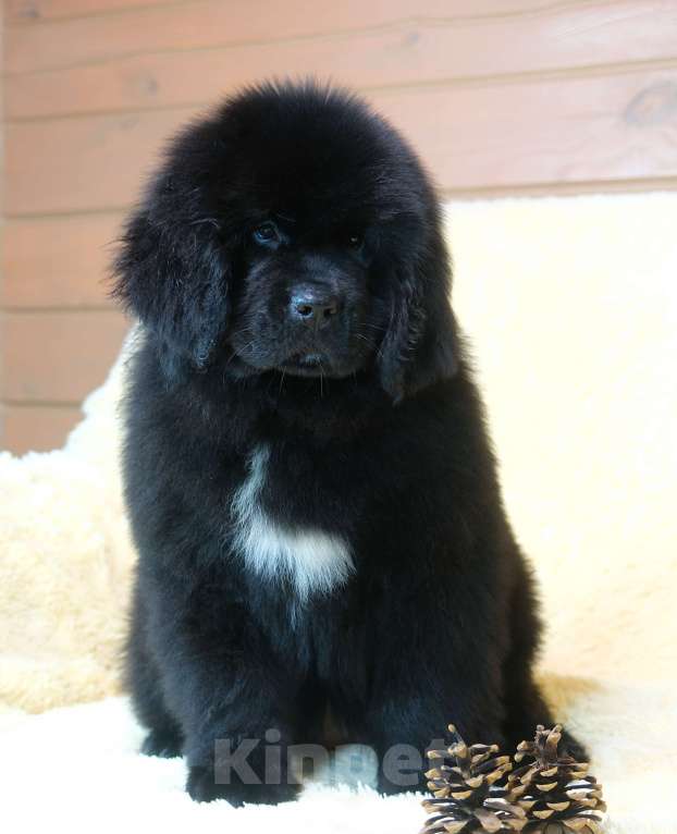 Собаки в Москве: Ньюфаундленд щенки Девочка, 100 000 руб. - фото 3