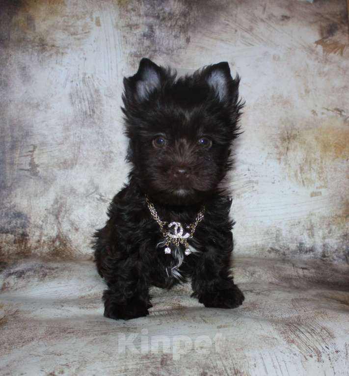 Собаки в Москве: Шоколадный йорк Мальчик, 80 000 руб. - фото 3