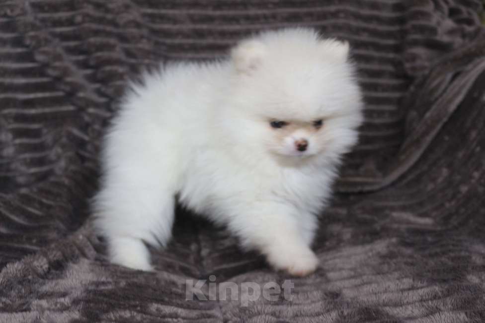 Собаки в Железногорске: Белоснежная миниатюрная девочка шпиц. РКФ, метрика, родословная. Девочка, 130 000 руб. - фото 2