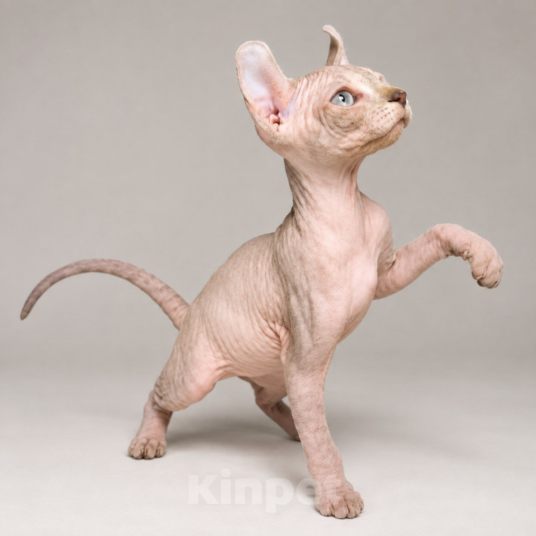 Кошки в Москве: Котёнок эльф Девочка, 95 000 руб. - фото 5