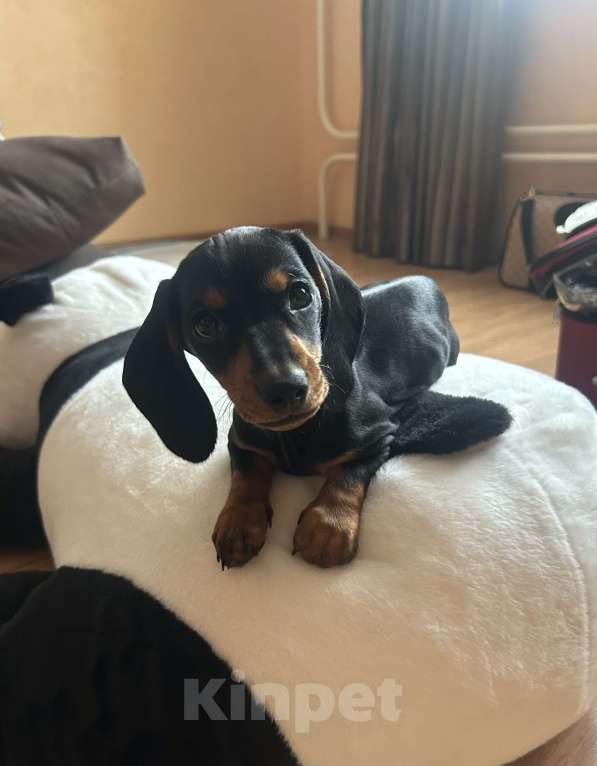 Собаки в Москве: Девочка такса, цвет чёрный с подпалым Девочка, 20 000 руб. - фото 2