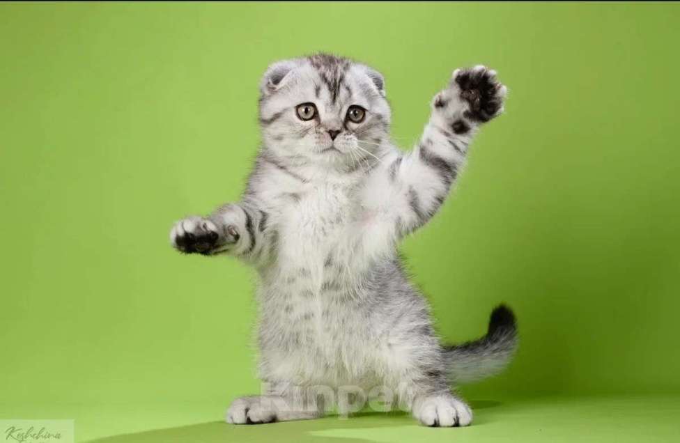 Кошки в Москве: Шотландский плюшевый мишка Мальчик, 50 000 руб. - фото 1