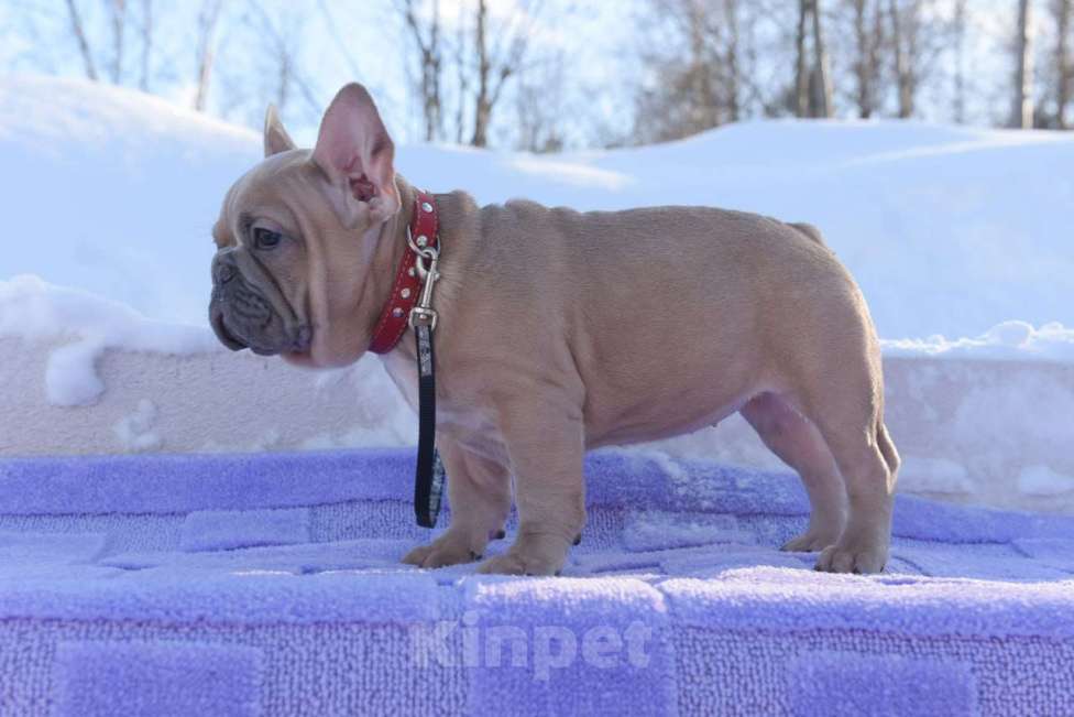 Собаки в Москве: Девочка палевоголубая Девочка, 55 000 руб. - фото 3