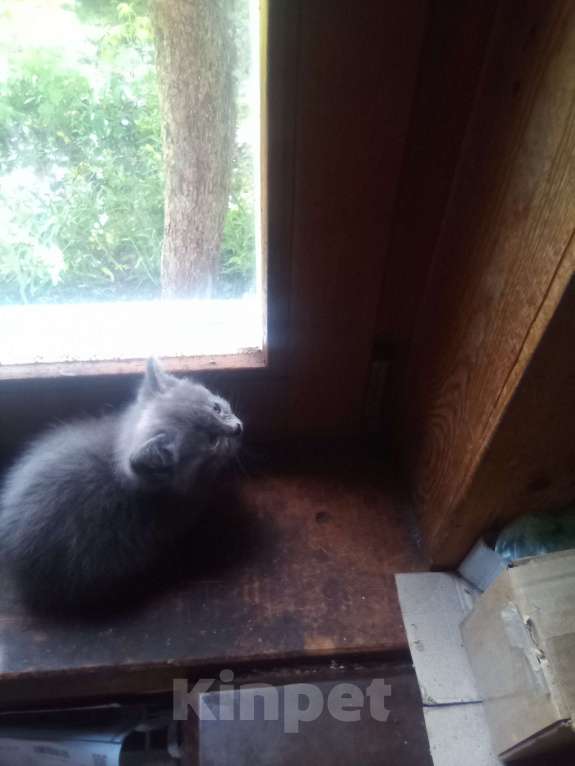 Кошки в других городах Московской области: Дачные котята Девочка, Бесплатно - фото 4