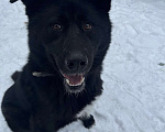 Собаки в Жуковском: Чарли Мальчик, 5 руб. - фото 2