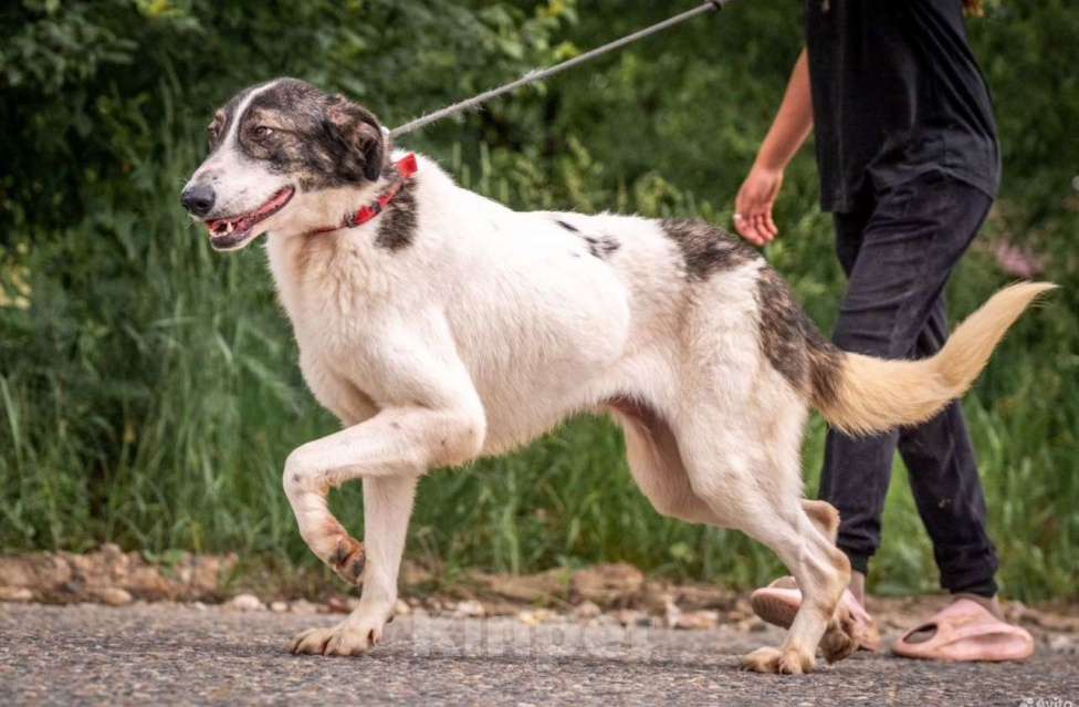 Собаки в других городах Владимирской области: Самая душевная и добрая собака! В добрые руки Девочка, Бесплатно - фото 2