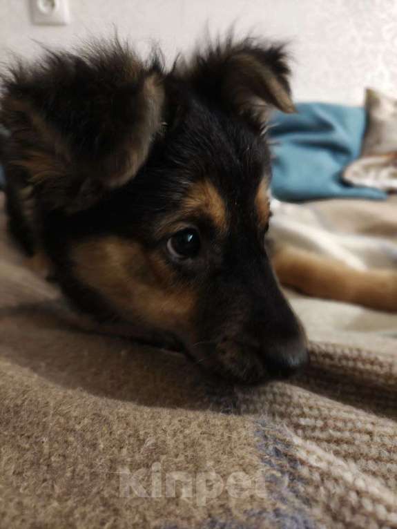 Собаки в Москве: Маленькой Челси нужен дом  Девочка, Бесплатно - фото 5