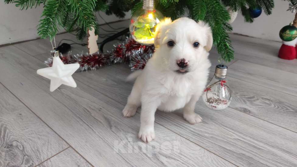 Собаки в Липецке: Бордер колли митис (пушистик) Мальчик, 15 000 руб. - фото 4