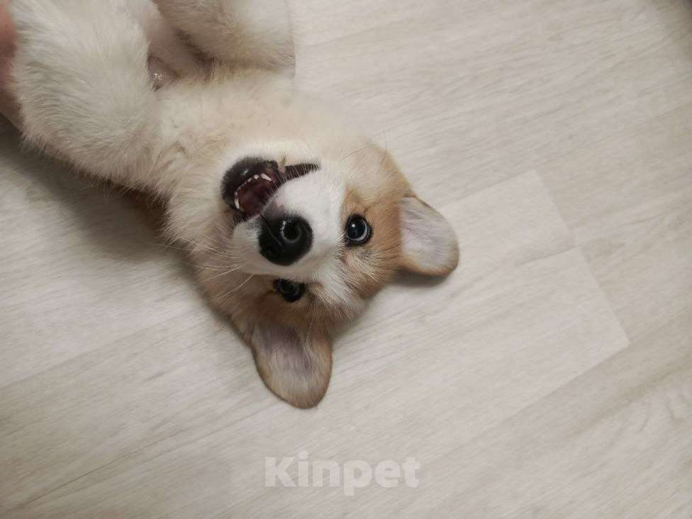 Собаки в других городах Самарской области: Щенок Вельш-корги ищет семью Мальчик, 60 000 руб. - фото 5