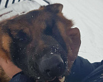 Собаки в Белгороде: Вязка, 2 000 руб. - фото 2