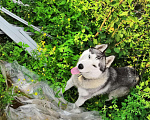 Собаки в Дзержинске: Вязка сибирский хаски, 2 500 руб. - фото 3