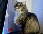Кошки в Ливны: Пушистая красавица Лиза хочет быть единственной, Бесплатно - фото 5