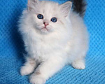 Кошки в Москве: Голубоглазые невские котята Мальчик, 45 000 руб. - фото 4