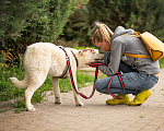 Собаки в Москве: Мальчик Клевер, молодой пёс ищет дома, метис лабрадора Мальчик, 10 руб. - фото 3
