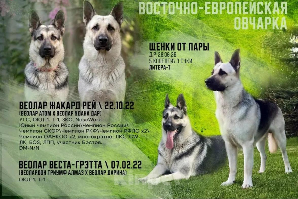 Собаки в других городах Московской области: Щенки восточноевропейской овчарки Девочка, 60 000 руб. - фото 1