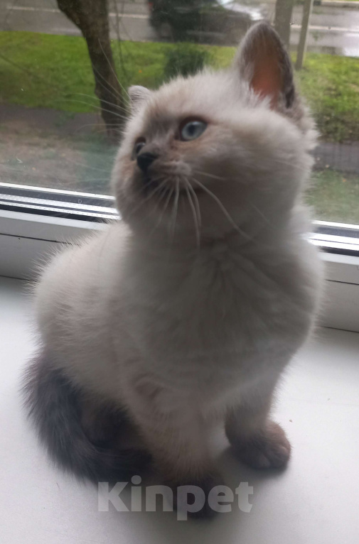 Кошки в Москве: Шотландская девочка колор-поинт с документами Девочка, 20 000 руб. - фото 2