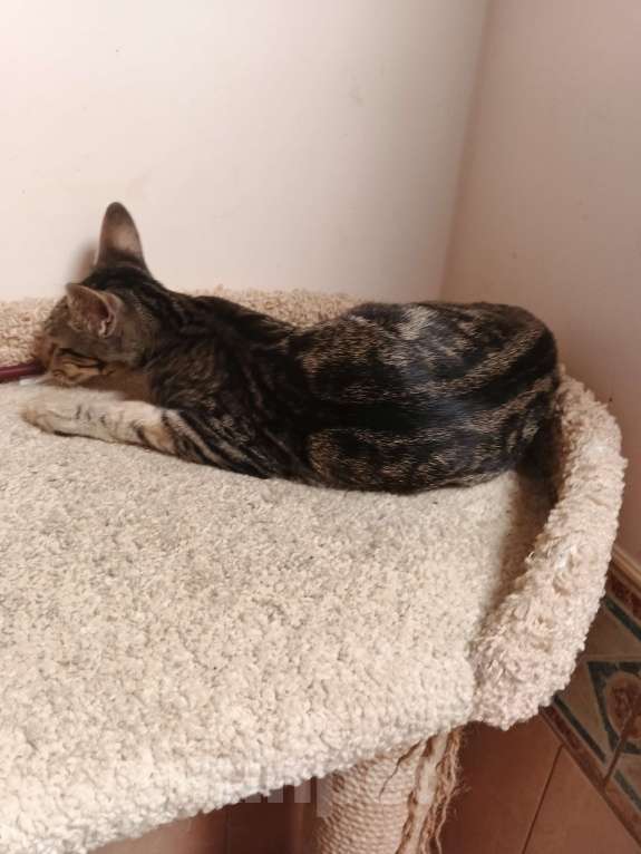 Кошки в Москве: Ориентальный мальчик мраморного окраса Мальчик, Бесплатно - фото 3