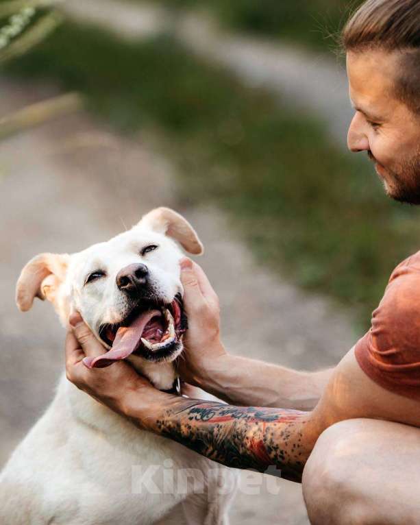 Собаки в других городах Московской области: Снежка так ждет семью! Девочка, Бесплатно - фото 3