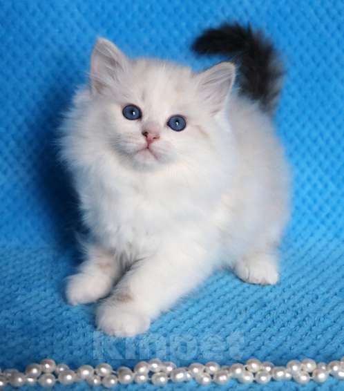 Кошки в Москве: Голубоглазые невские котята Мальчик, 60 000 руб. - фото 1