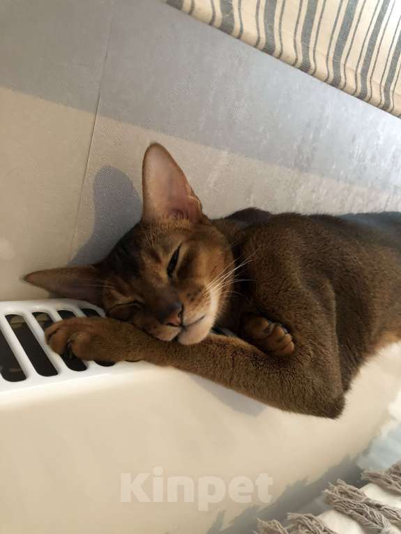 Кошки в Новосибирске: Кот Абиссинский  Мальчик, 5 000 руб. - фото 3