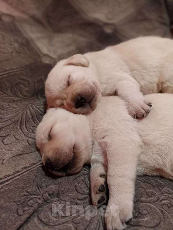 Собаки в Белгороде: Щенок-лабрадора палевый Девочка, 50 000 руб. - фото 2