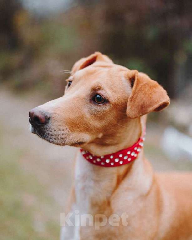 Собаки в Санкт-Петербурге: Очаровательный некрупный песик-подросток Вилли ищет семью   Мальчик, 10 руб. - фото 7