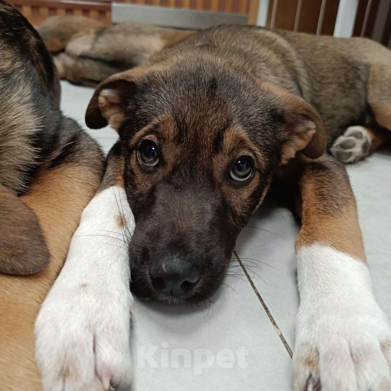 Собаки в других городах Московской области: самая ласковая девочка ищет дом Девочка, Бесплатно - фото 6