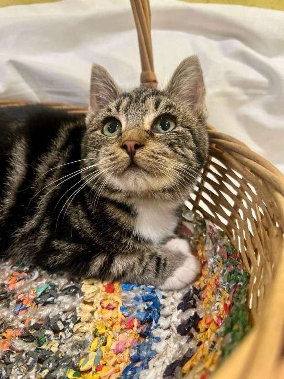 Кошки в Санкт-Петербурге: Мраморный котенок Пушик. 3 месяца Мальчик, Бесплатно - фото 1